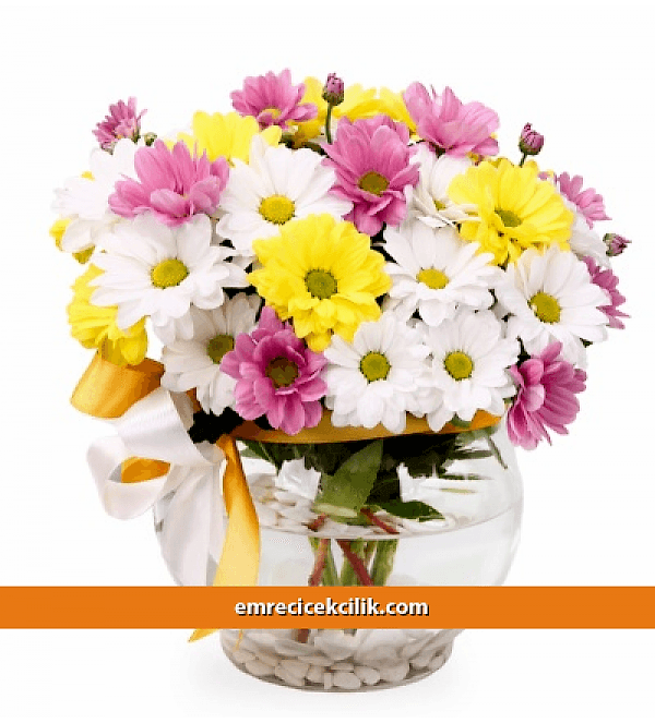 Rengarenk Papatyalar