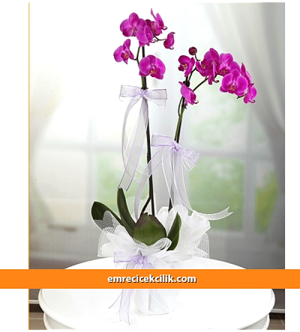 Çift Dallı Mor Orkide