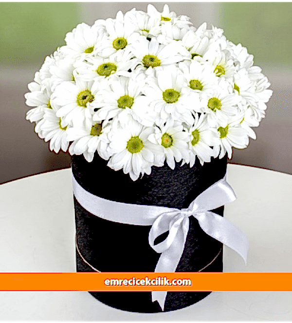 Kutuda Papatya Rüyası