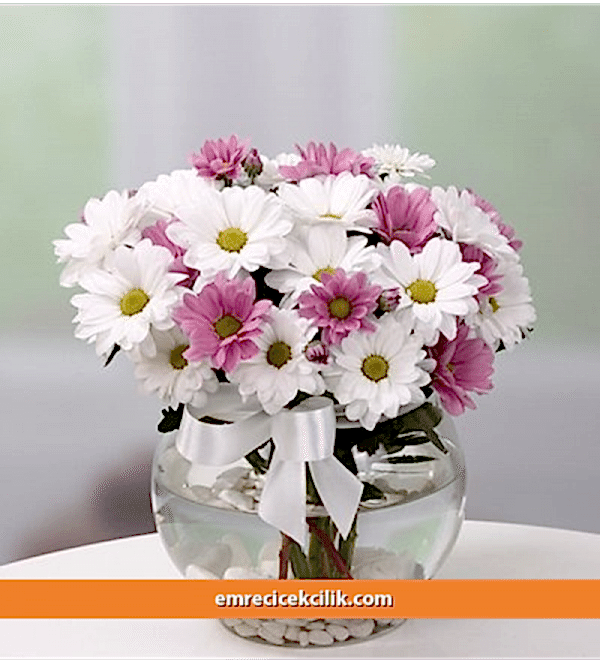 Pembe ve Beyaz Papatyalar