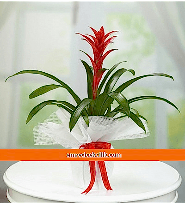 Guzmanya Saksı Çiçeği